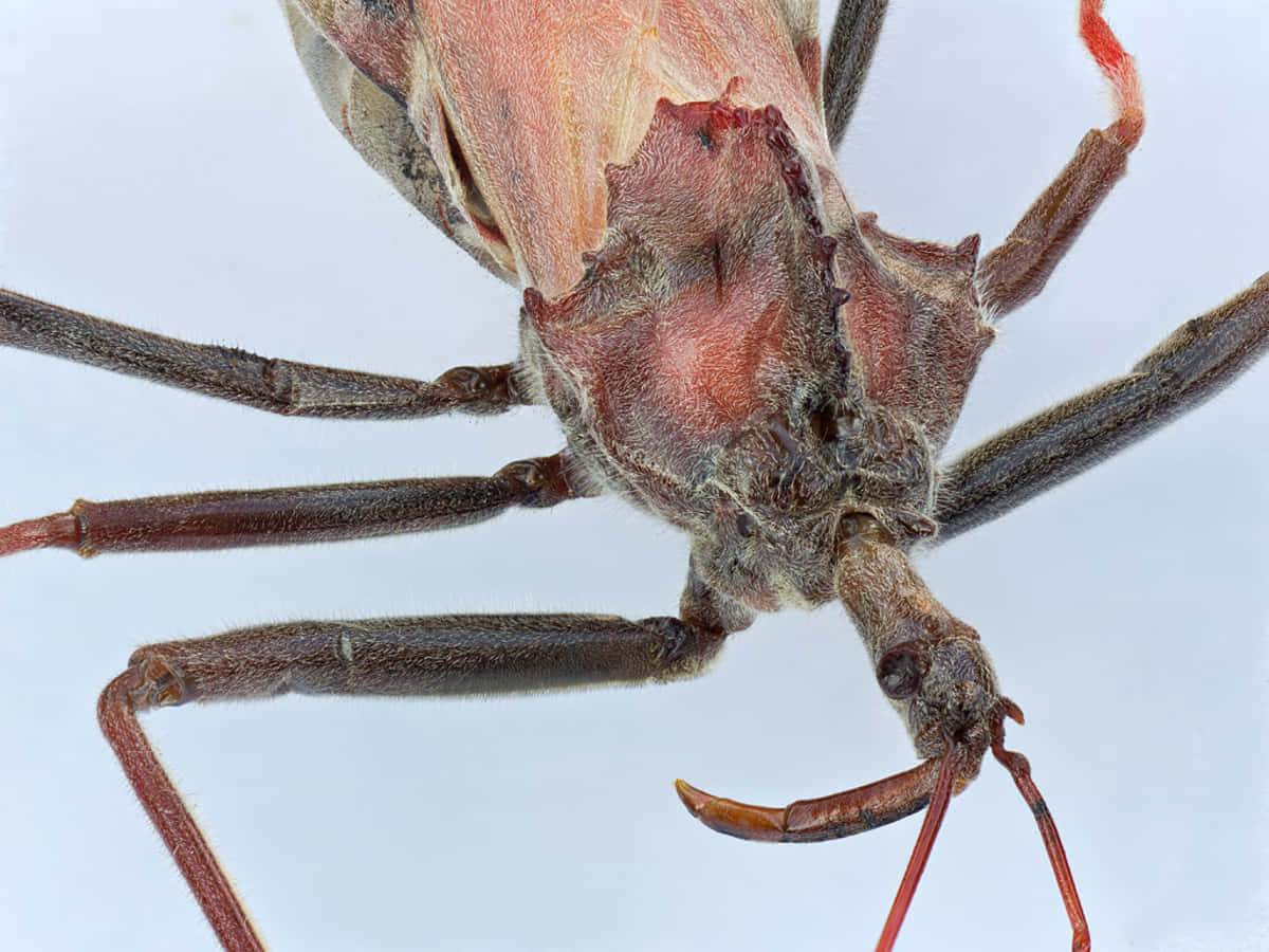 Wheel Bug, assassin bug, reddish-brown, SD Desktop Wallpaper