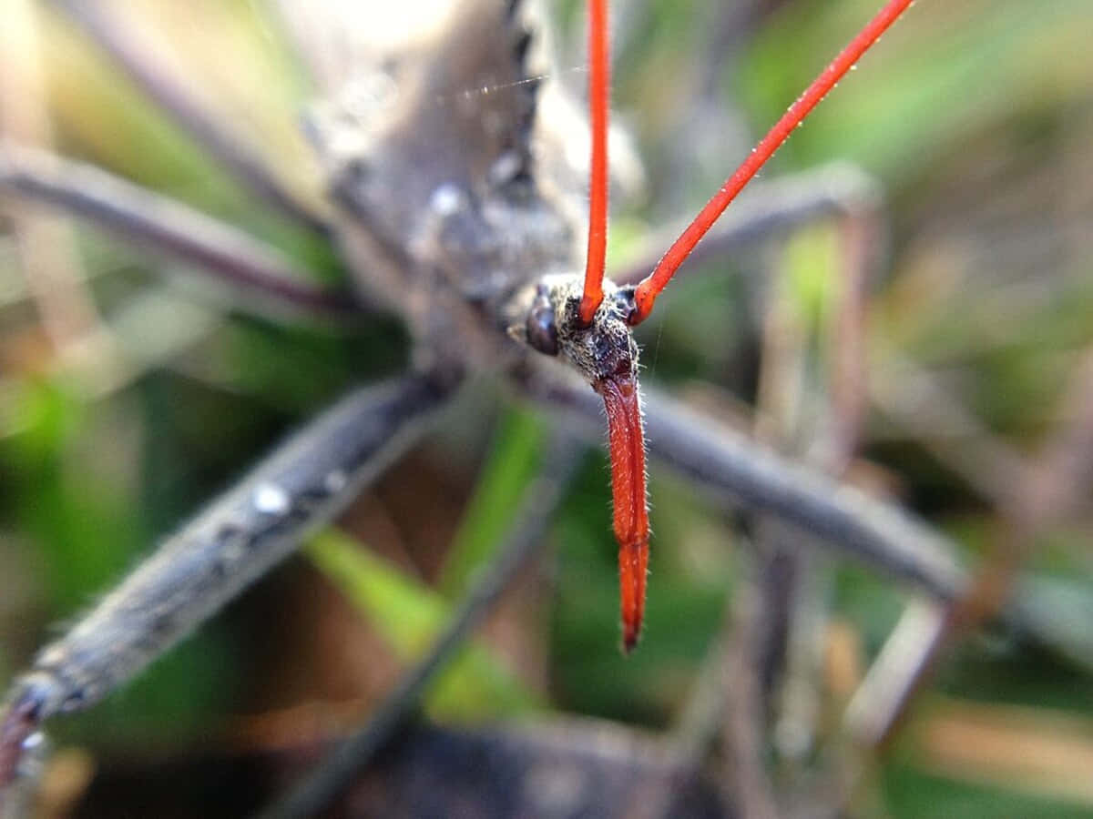 Wheel Bug, red antennae, red legs, SD Desktop Wallpaper