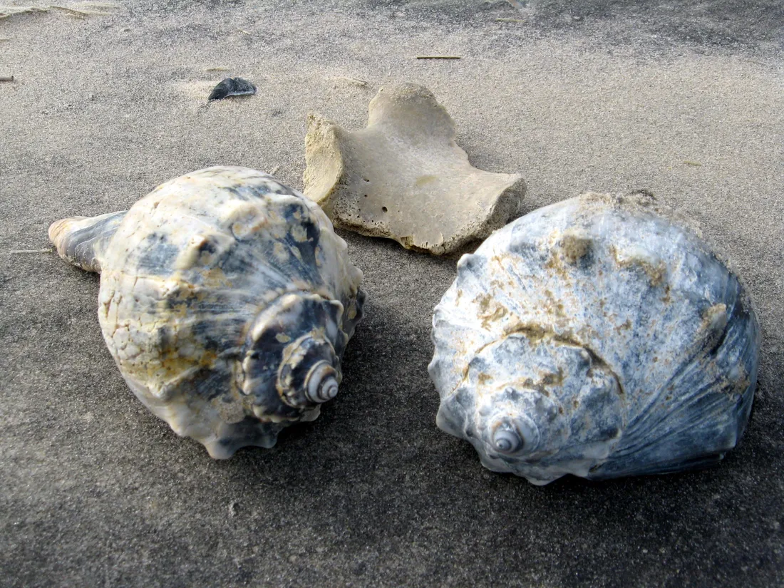 Whelk