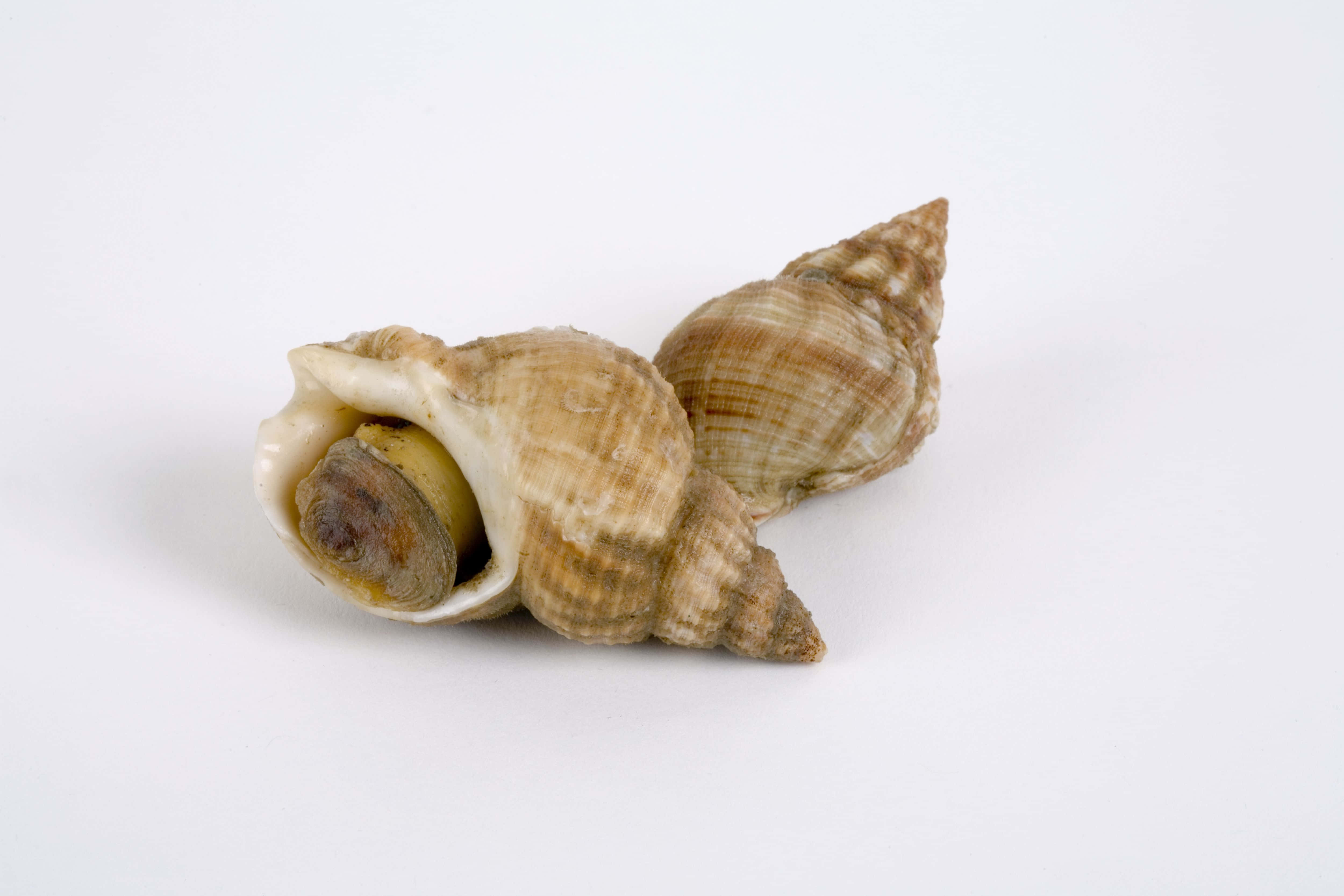common whelk shell, mollusk, textured brown seashells, 4K Desktop Wallpaper