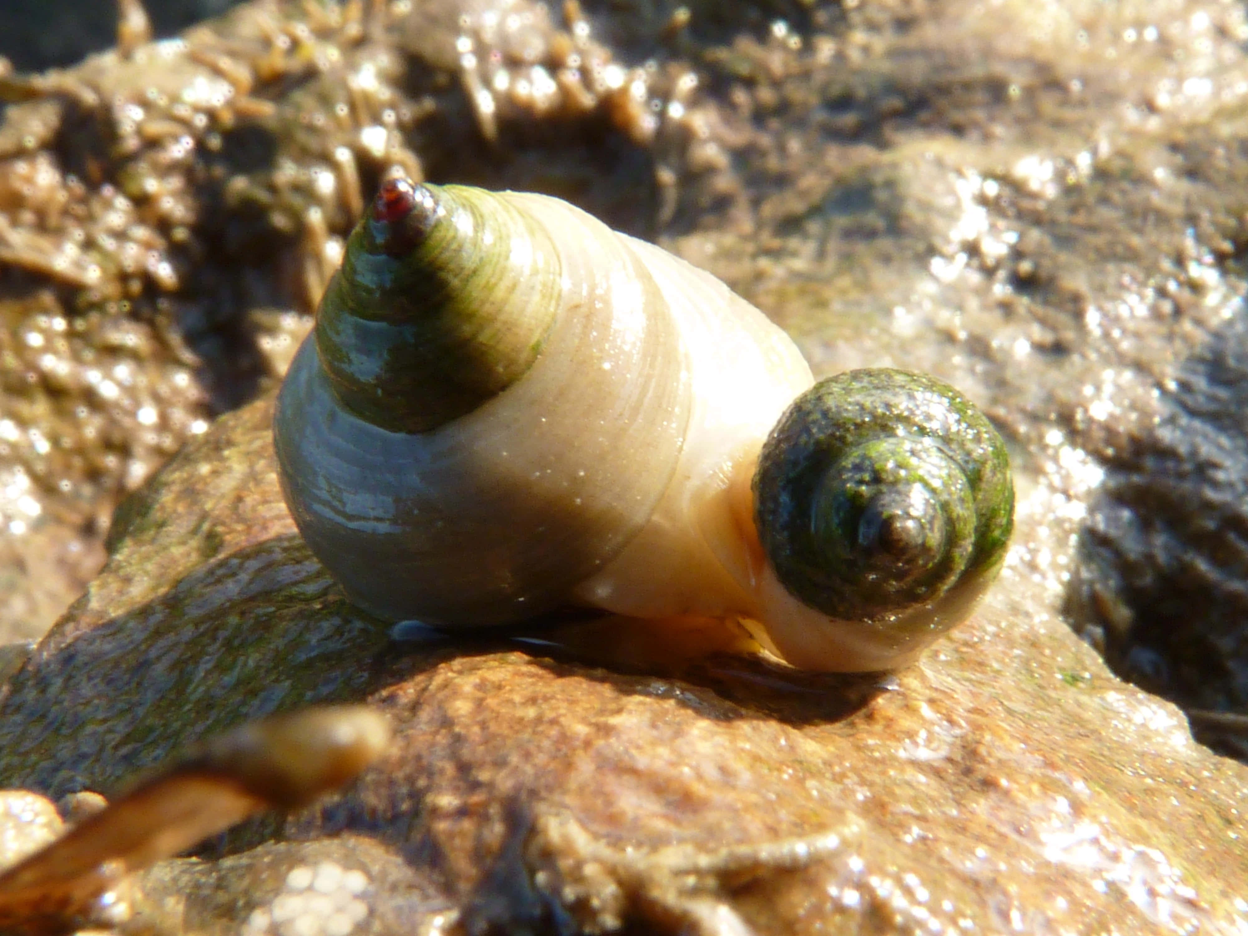 Whelk, rocky shore, glossy green-topped snails, 4K Desktop Wallpaper