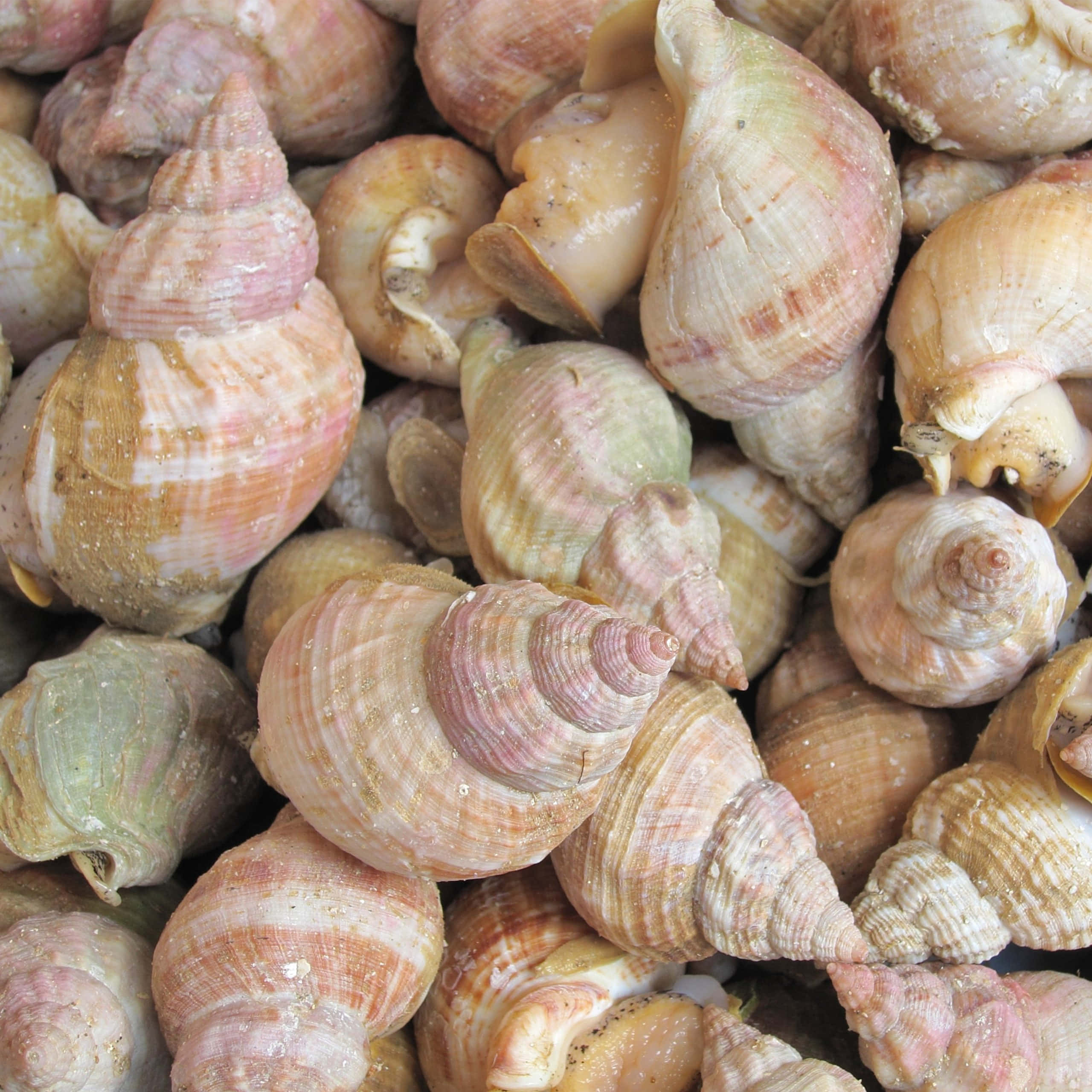 whelk shell, sandy beach, pink, 2K Desktop Wallpaper