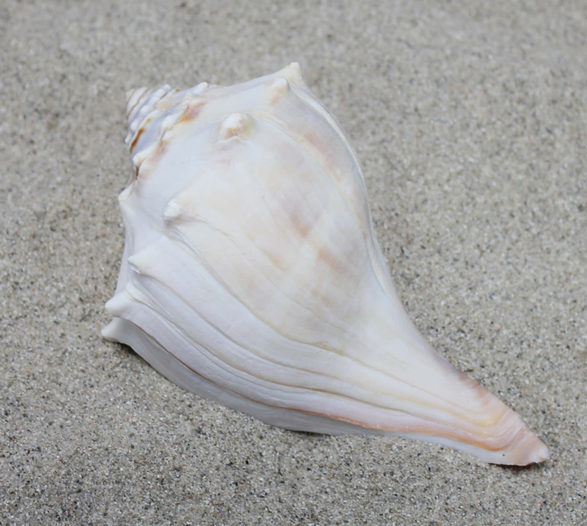 beach whelk shell, white seashell, subtle pink hues, Full HD Desktop Wallpaper