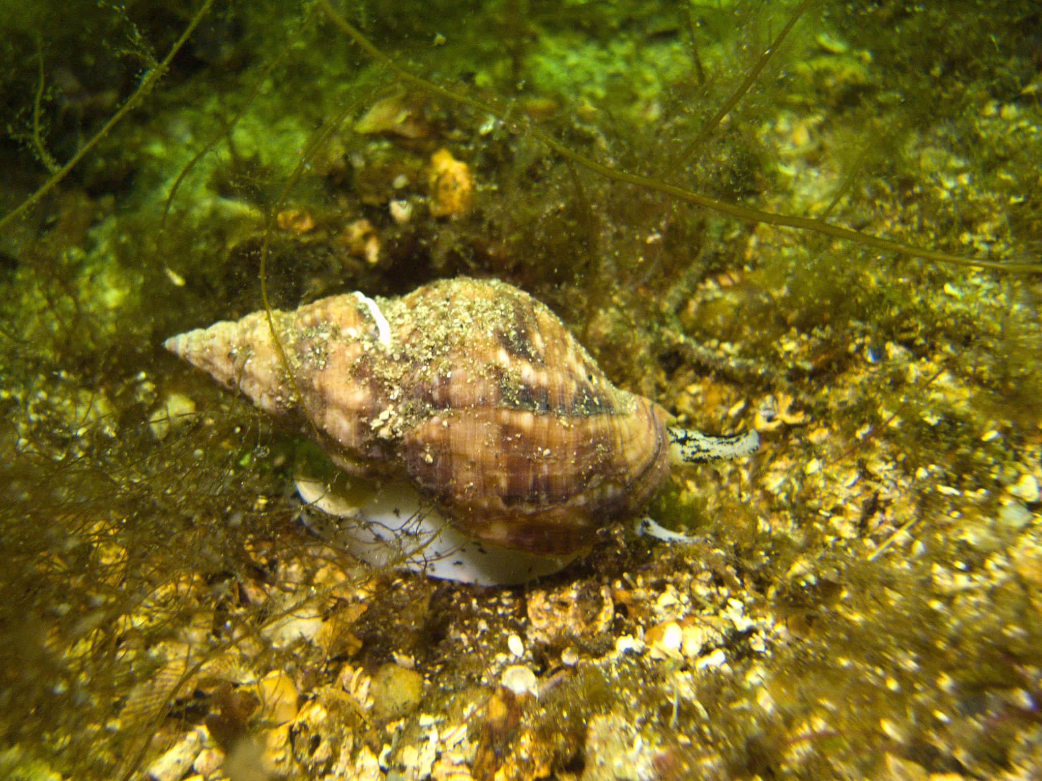 whelk, sandy ocean floor, green algae, Full HD Desktop Wallpaper