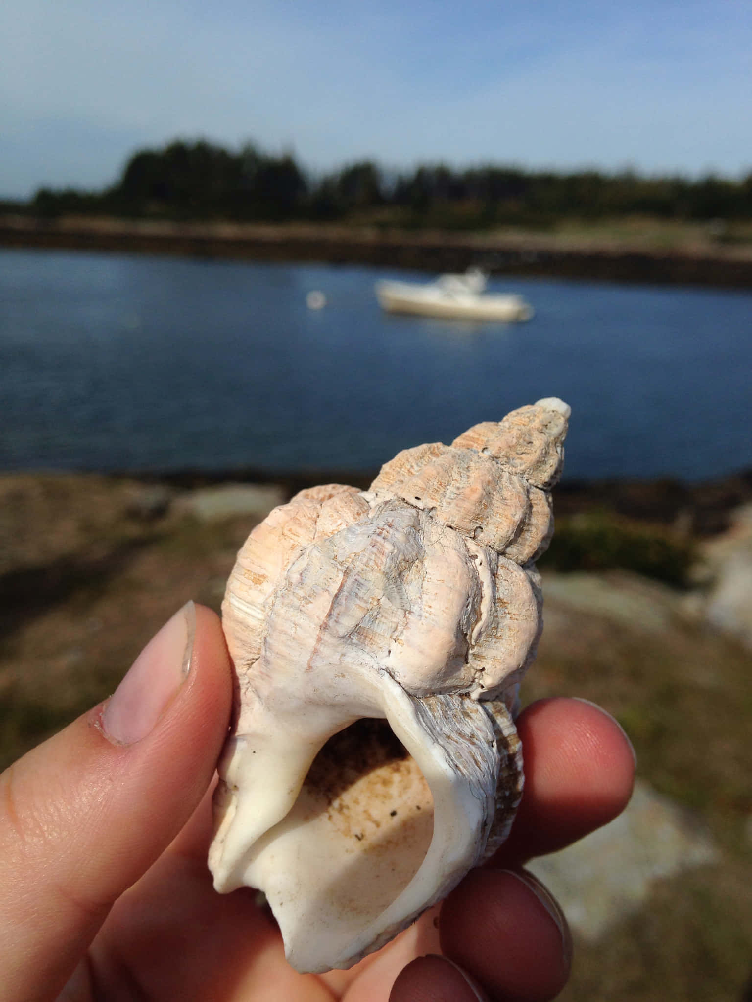 whelk shell, textured seashell, coastal backdrop, Full HD Phone Wallpaper