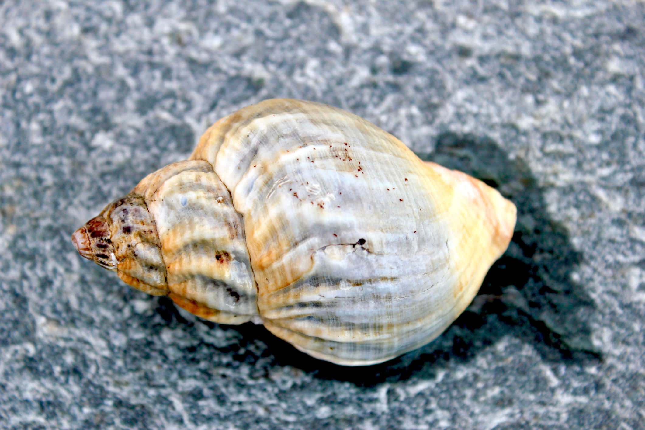 whelk shell, turquoise sea shore, beige and gray stripes, Full HD Desktop Wallpaper