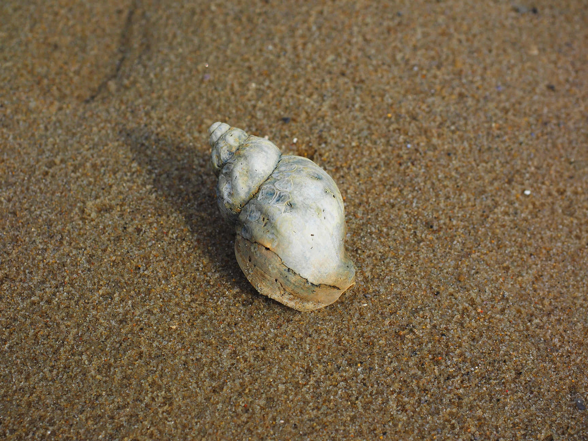 whelk, rocky shoreline, textured wet sand, Full HD Desktop Wallpaper