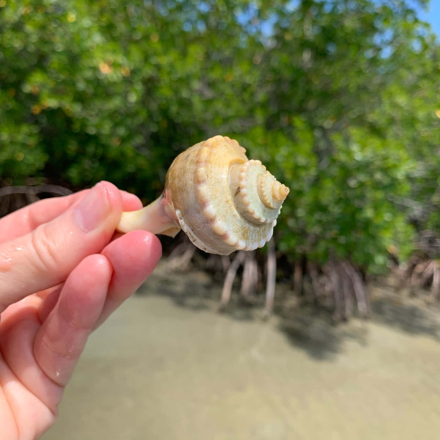 whelk shell, spiral seashell, mangroves, HD Desktop Wallpaper