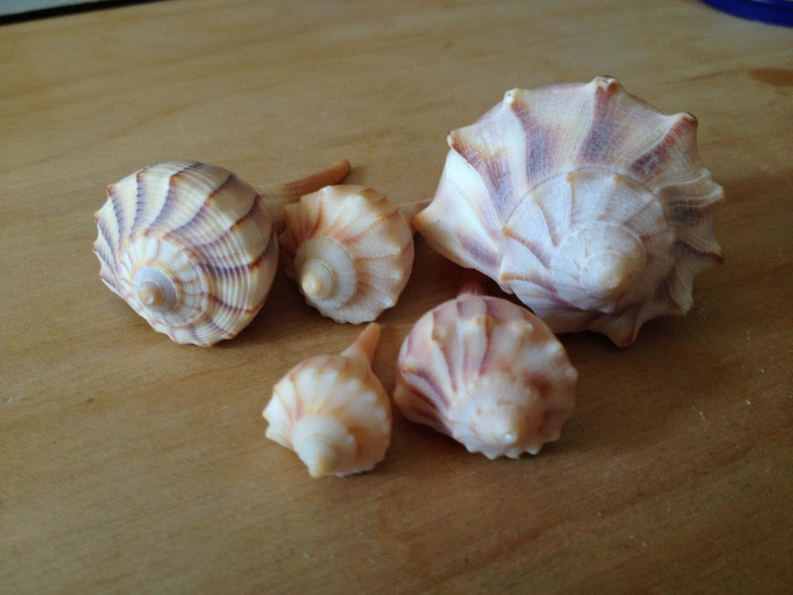whelk, creamy beige, purple stripes, HD Desktop Wallpaper