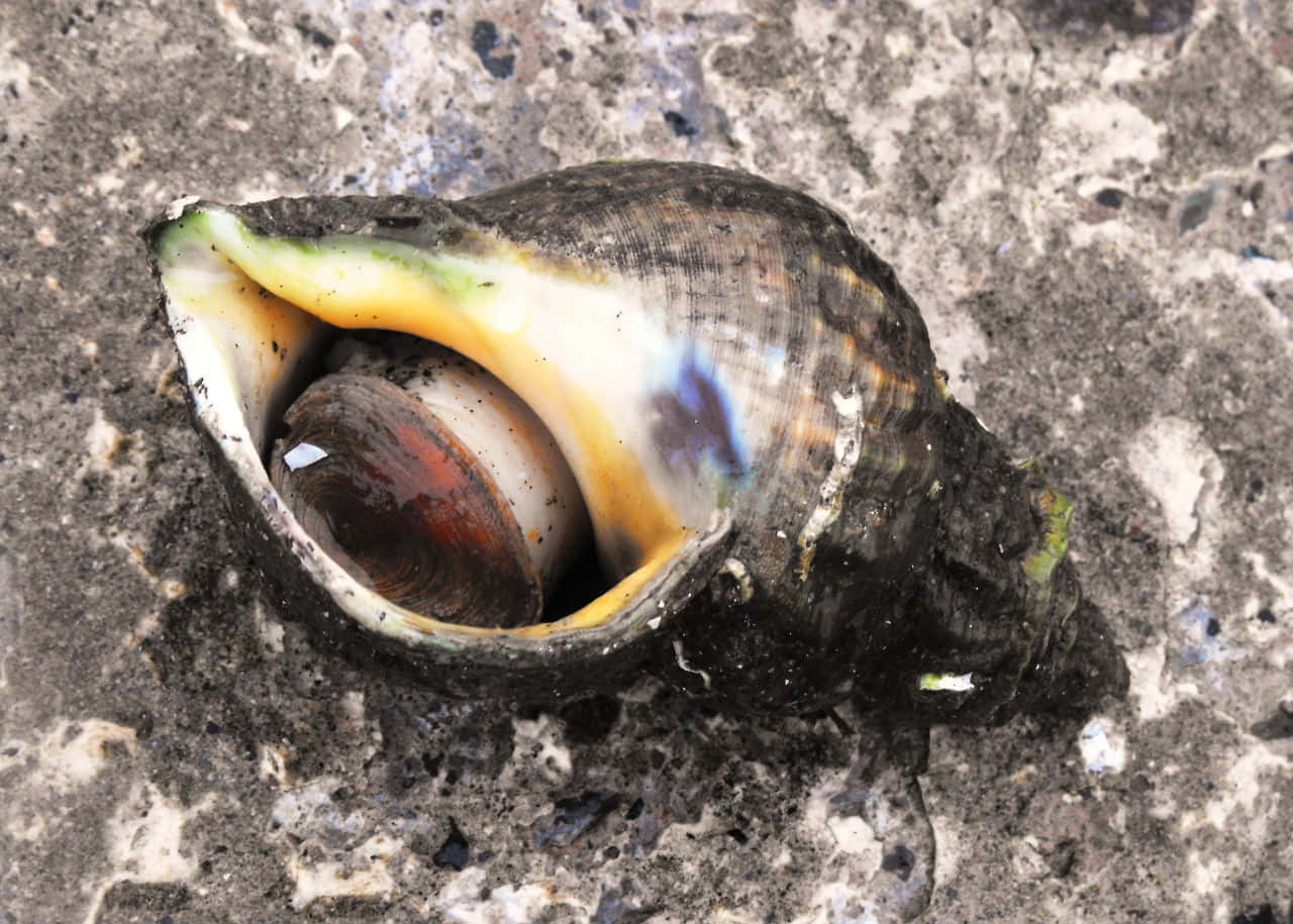 whelk shell, iridescent blue, yellow interior, HD Desktop Wallpaper