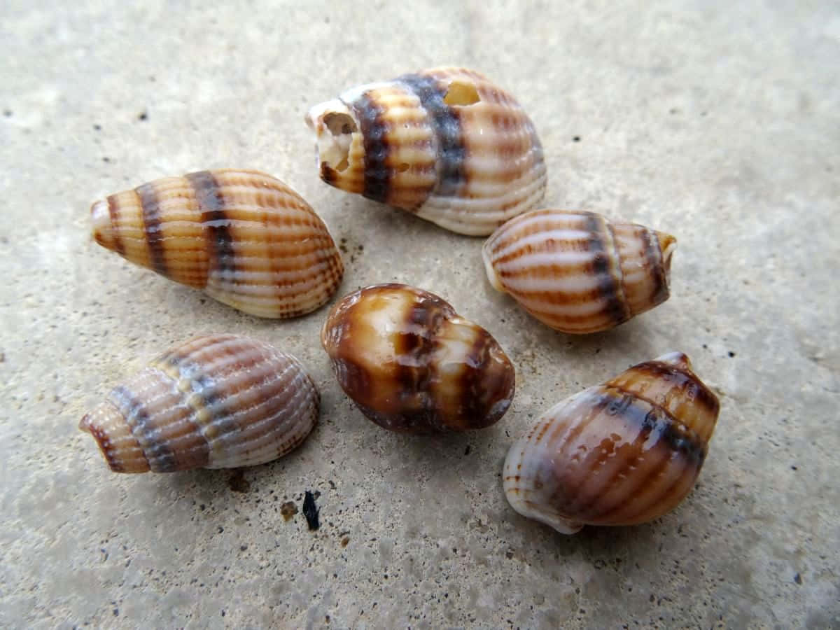 Whelk, striped seashells, brown and cream patterns, SD Desktop Wallpaper