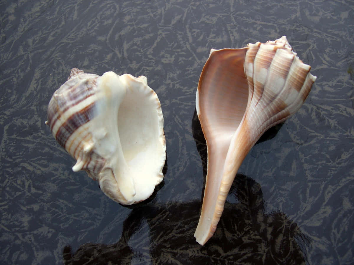 Whelk, brown stripes, dark textured surface, SD Desktop Wallpaper