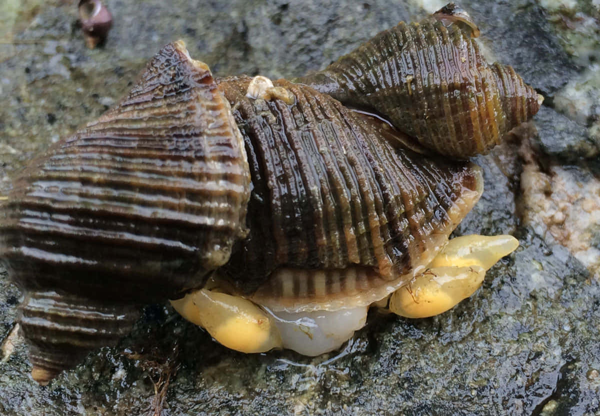 whelk shell, ribbed sea snail, yellow foot, SD Desktop Wallpaper