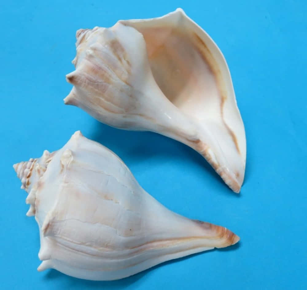 whelk shell, creamy beige tones, vibrant blue background, SD Desktop Wallpaper