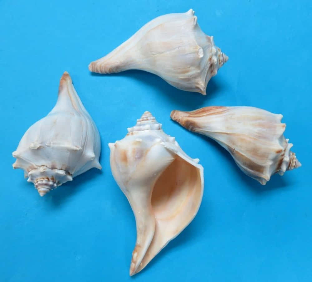 Whelk, creamy beige, vivid blue, SD Desktop Wallpaper