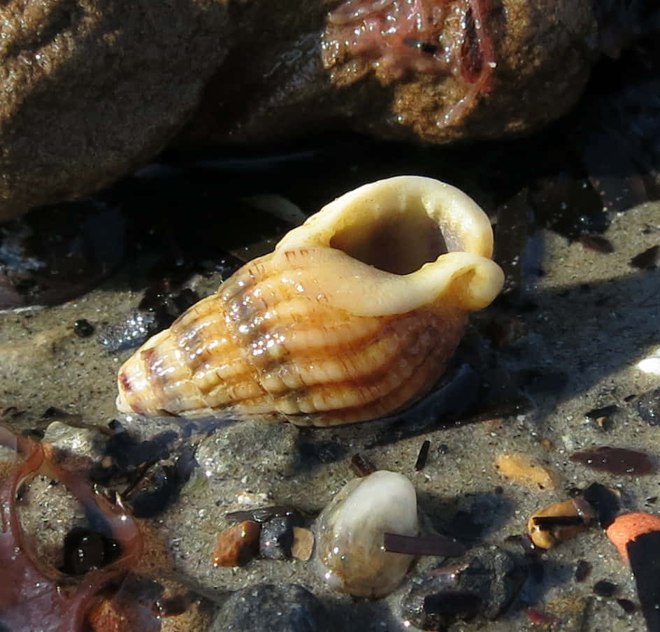 whelk shell, sunlit, wet rocks, SD Desktop Wallpaper