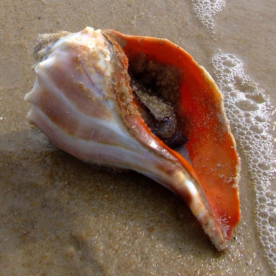 whelk, vibrant orange, white seashell, SD Desktop Wallpaper