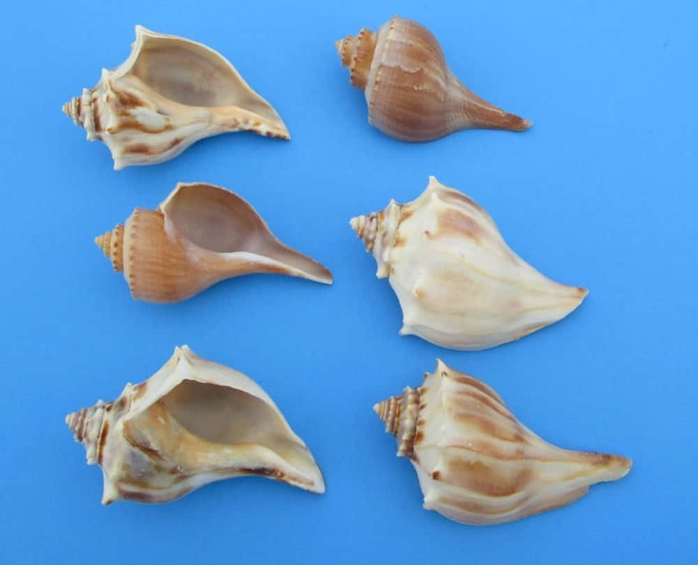 Whelk, blue background, beige and brown stripes, SD Desktop Wallpaper