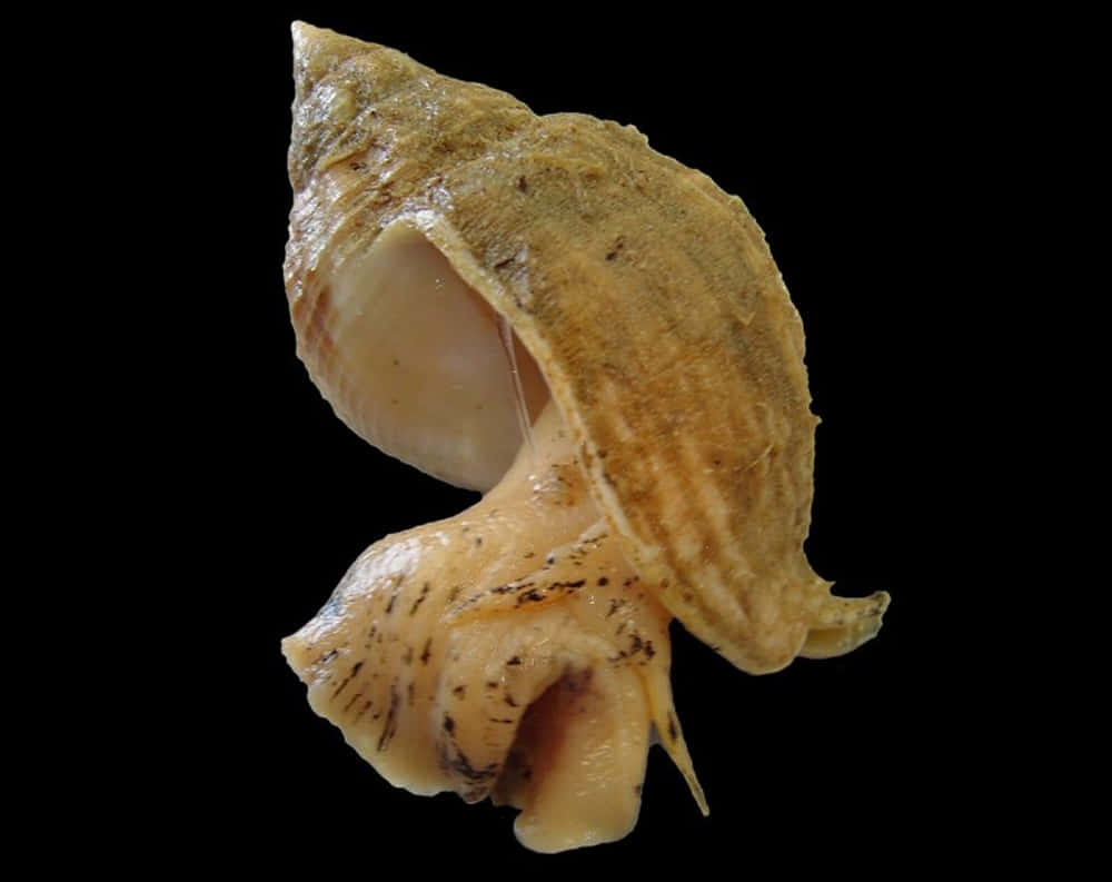 Common Whelk, sea snail, textured brown seashell, SD Desktop Wallpaper