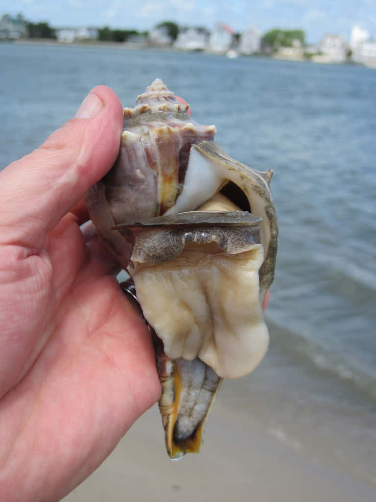 whelk, hand held, coastal backdrop, SD Phone Wallpaper