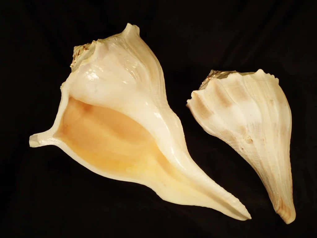 Whelk, creamy beige, smooth spirals, SD Desktop Wallpaper