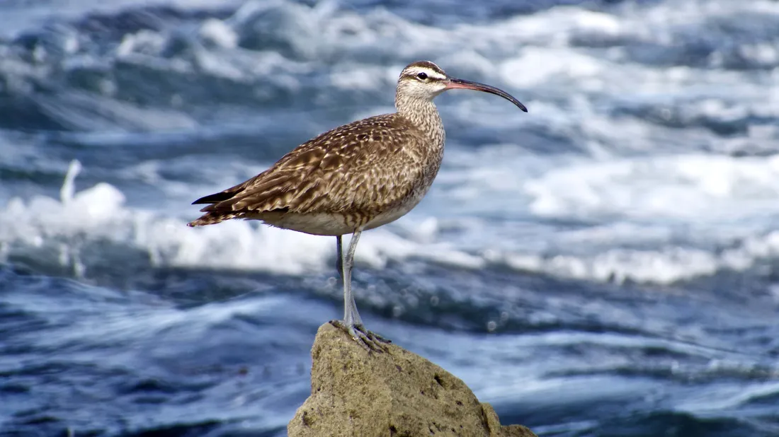 Whimbrel