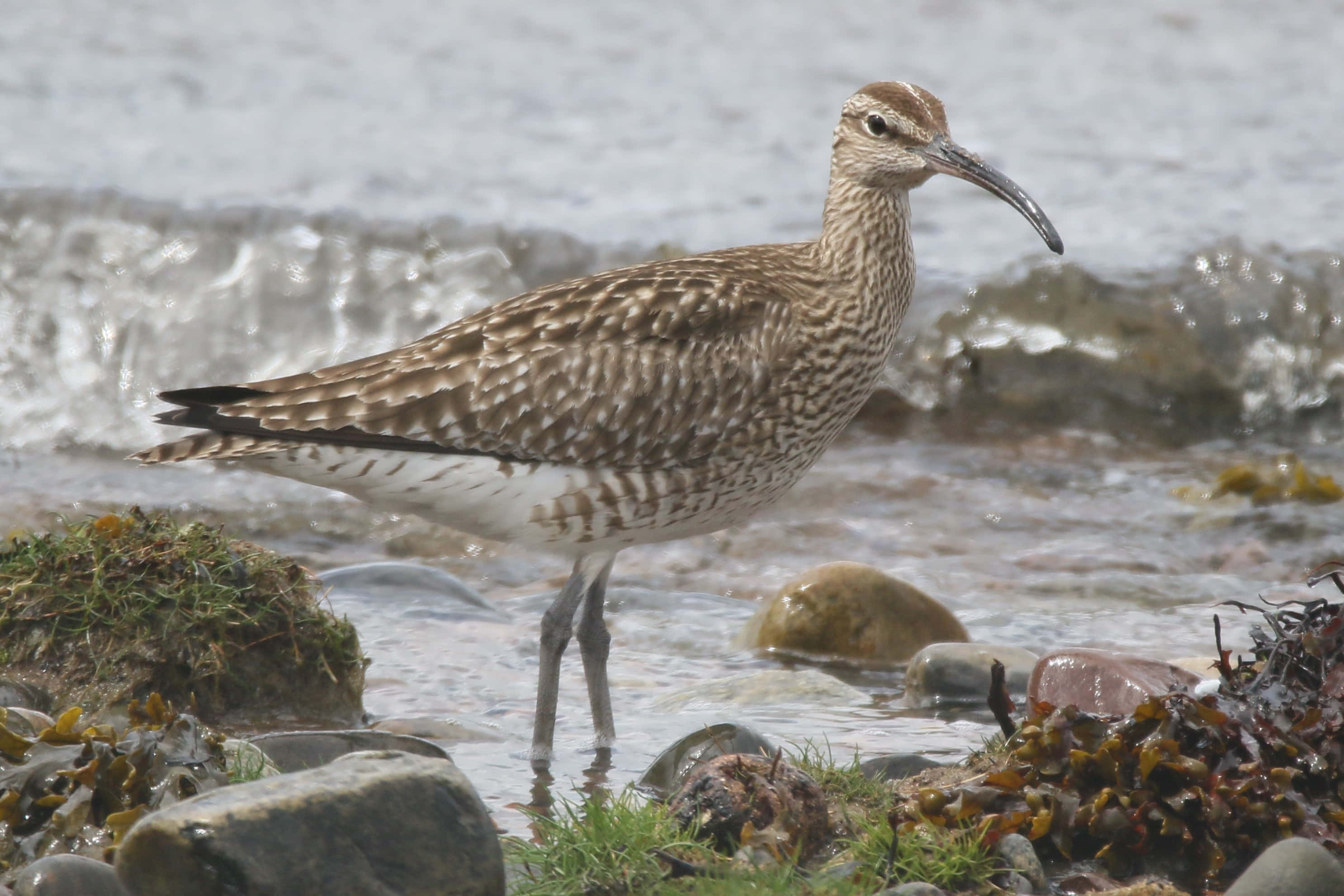 Whimbrel, shorebird, coastal water, 2K Desktop Wallpaper