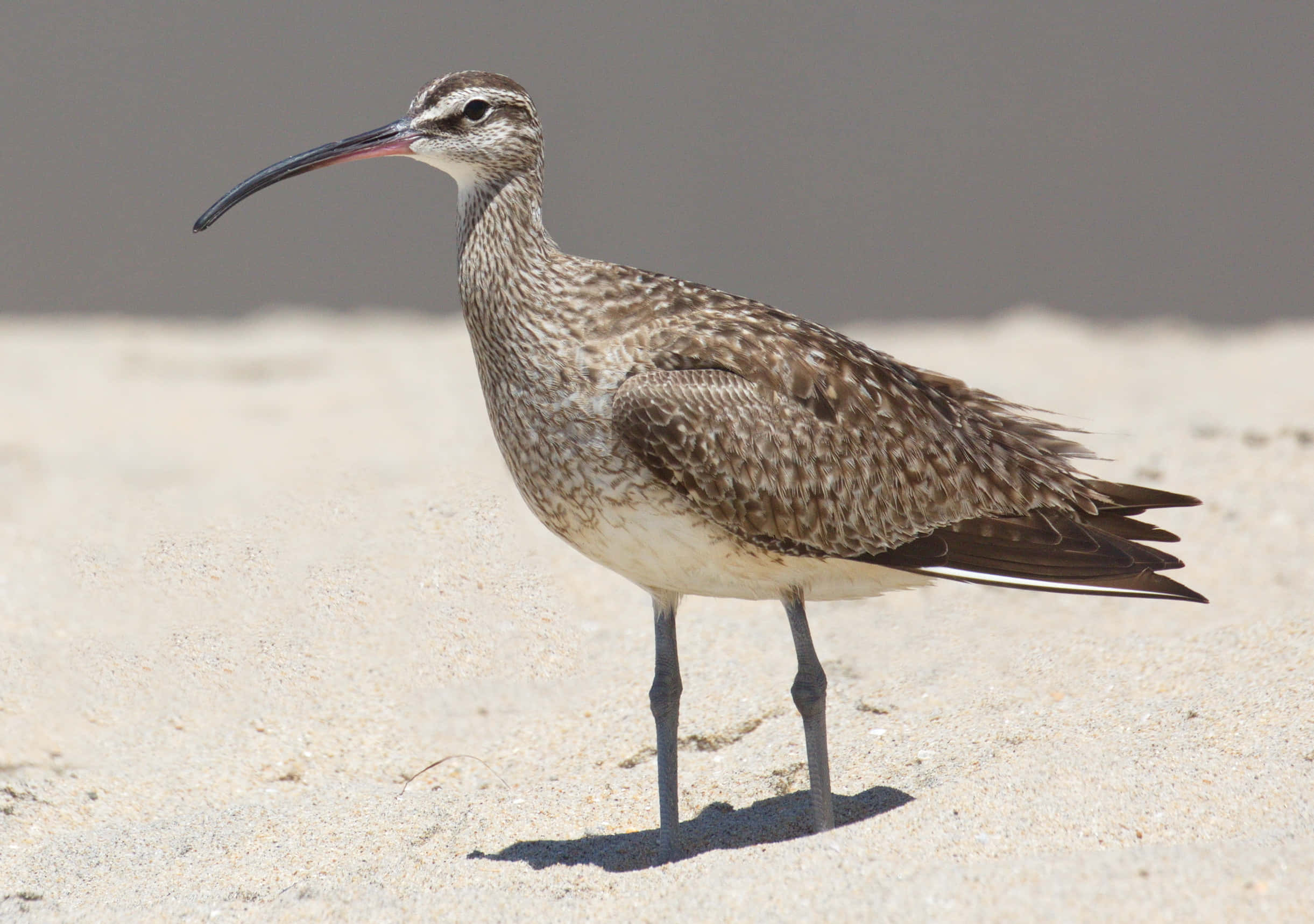 Whimbrel, sandy beach, pale sand, Full HD Desktop Wallpaper