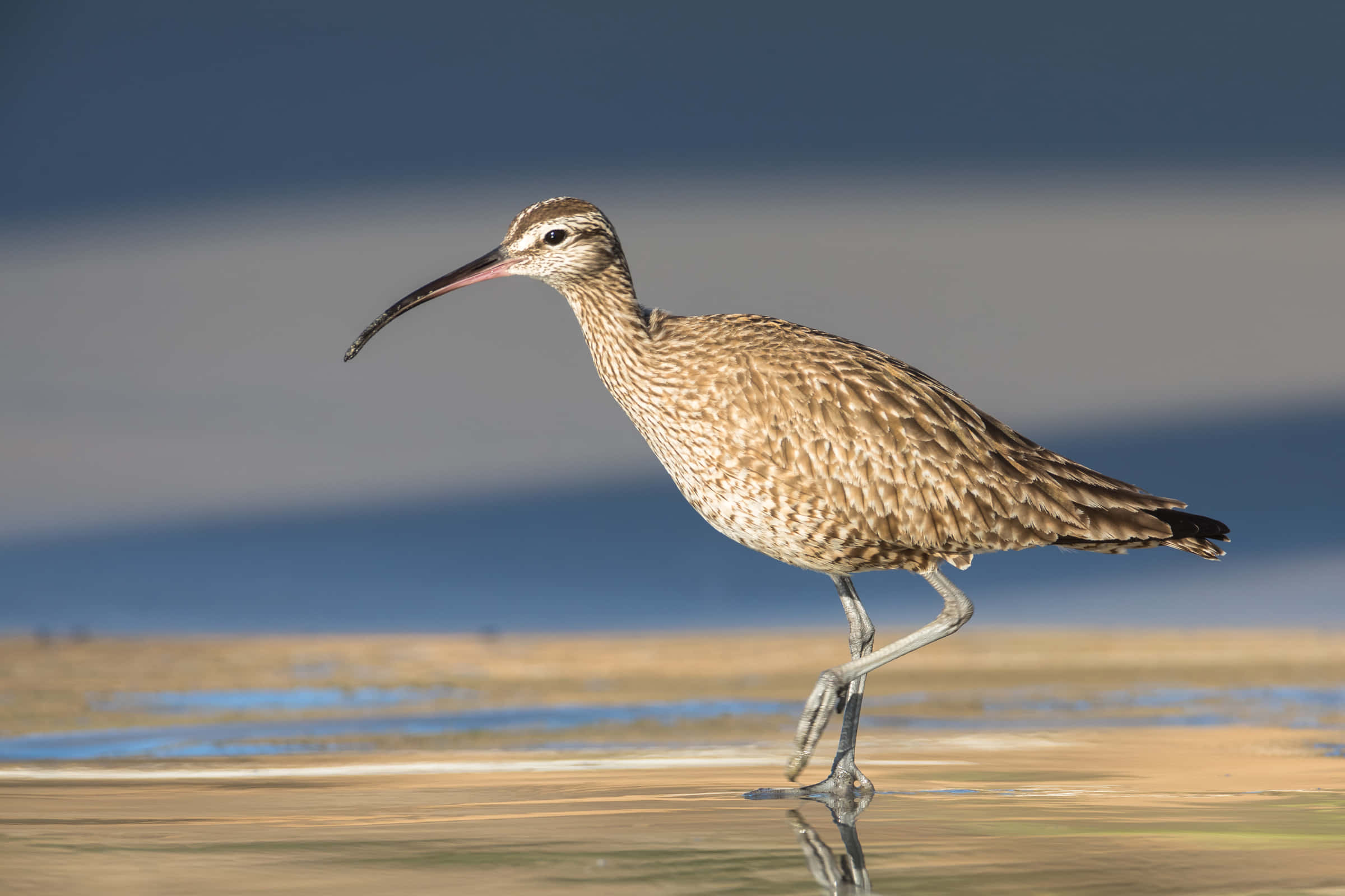 Whimbrel, curlew, shallow water, Full HD Desktop Wallpaper