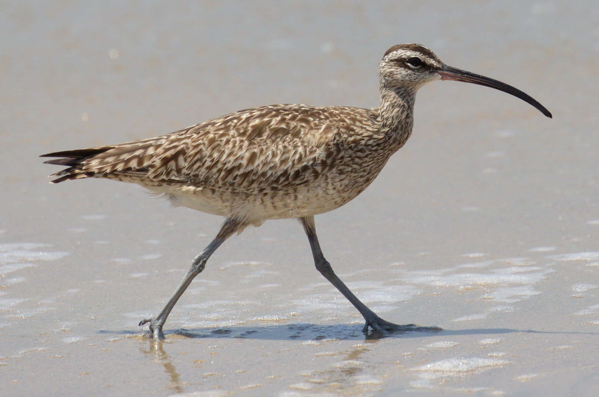 Whimbrel, curlew bird, long curved beak, Full HD Desktop Wallpaper