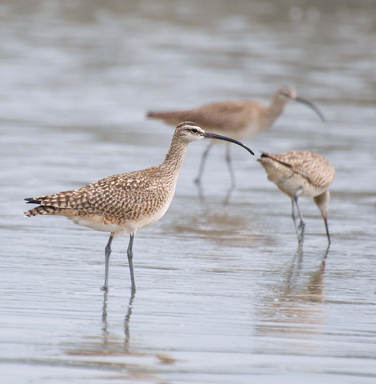 Whimbrel, curlew birds, long curved beaks, HD Phone Wallpaper