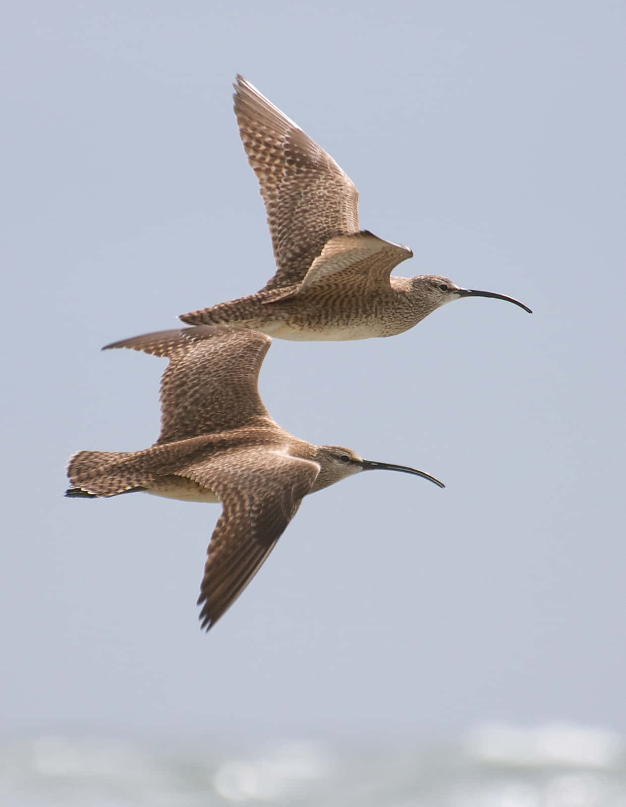Whimbrel, pale blue sky, wings spread wide, HD Phone Wallpaper