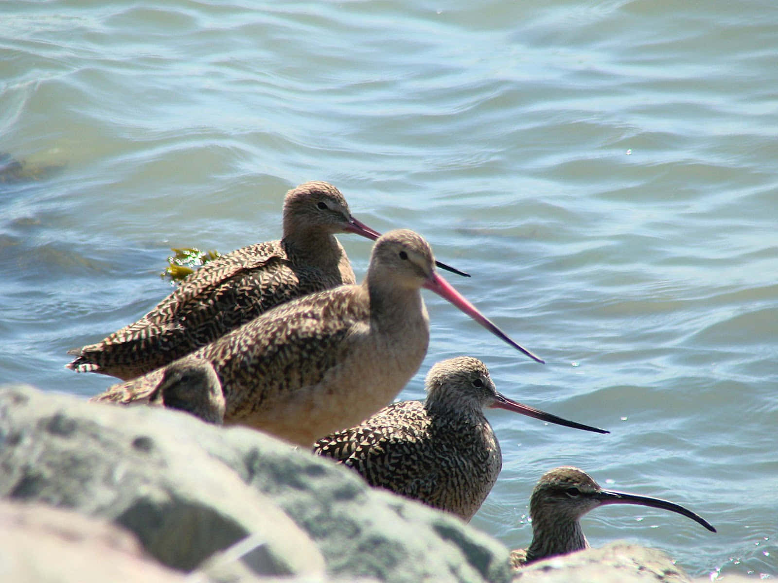 Whimbrel, waterfront, wet rocks, HD Desktop Wallpaper