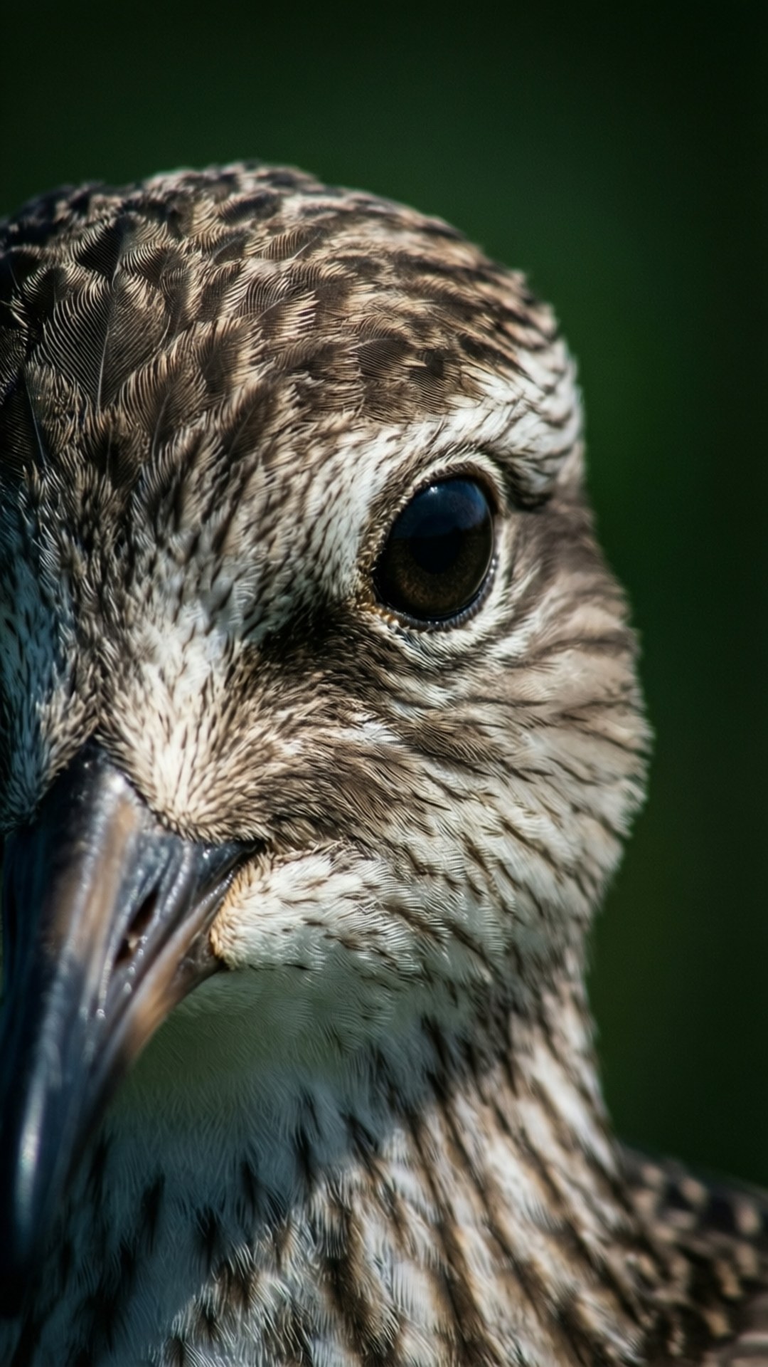 Whimbrel, close up portrait, intimate portrait, Full HD Phone Wallpaper