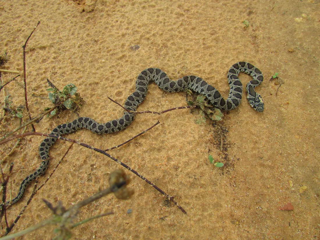 Whipsnake