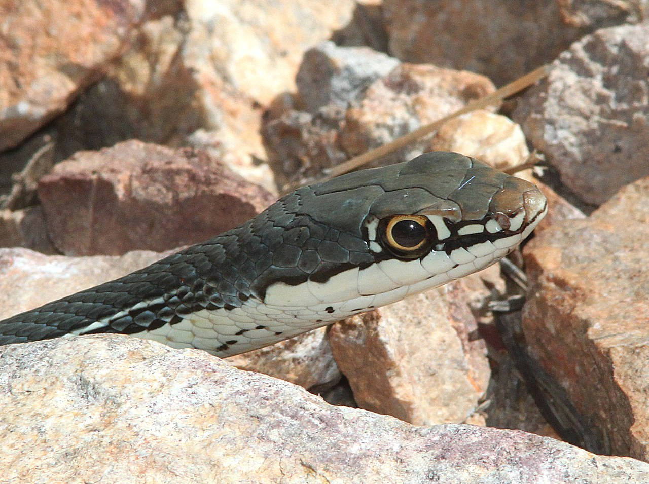 striped whipsnake, black and white snake, yellow-rimmed eye, HD Desktop Wallpaper