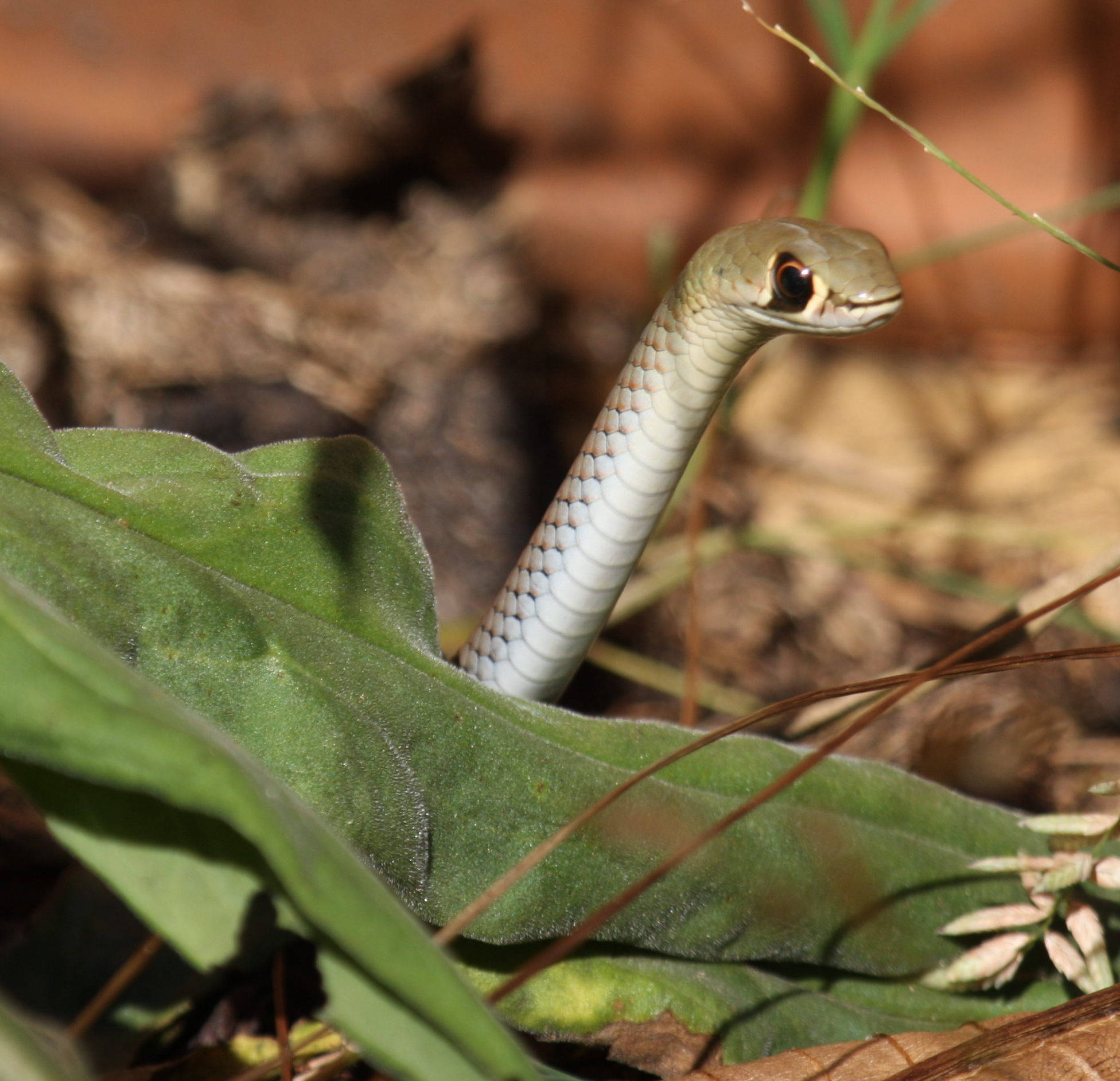 yellow-faced whipsnake, sunlit forest floor, slender green snake, Full HD Desktop Wallpaper