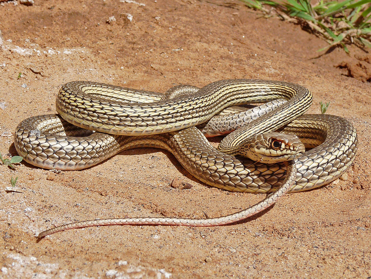 striped whipsnake, sandy ground, sunlit, SD Desktop Wallpaper