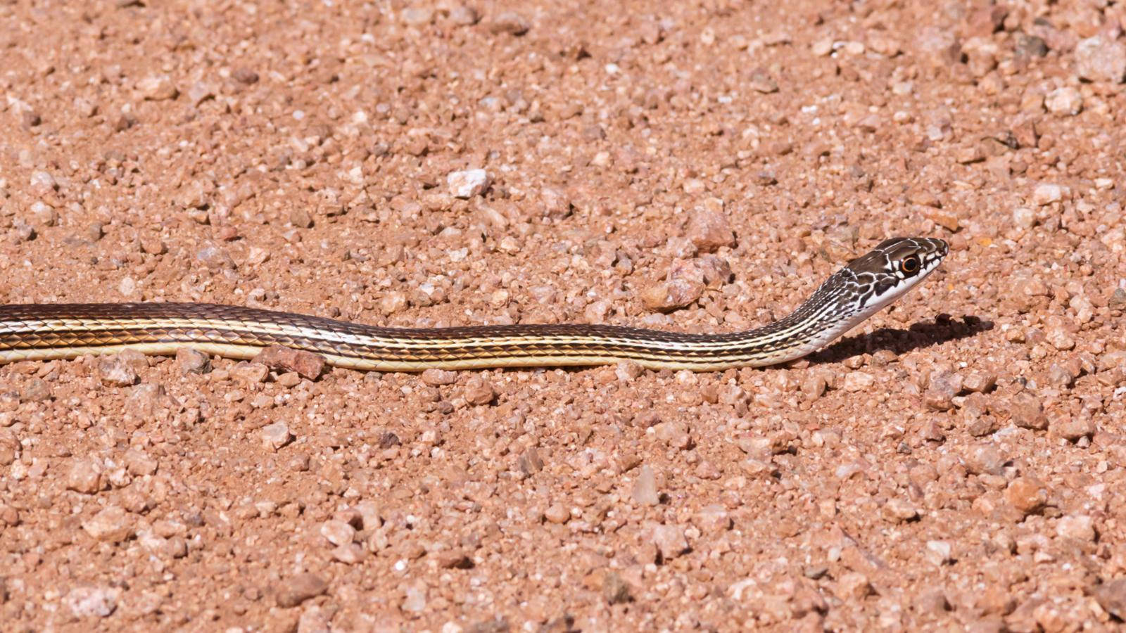 striped whipsnake, sunlit, reddish gravel terrain, HD Desktop Wallpaper