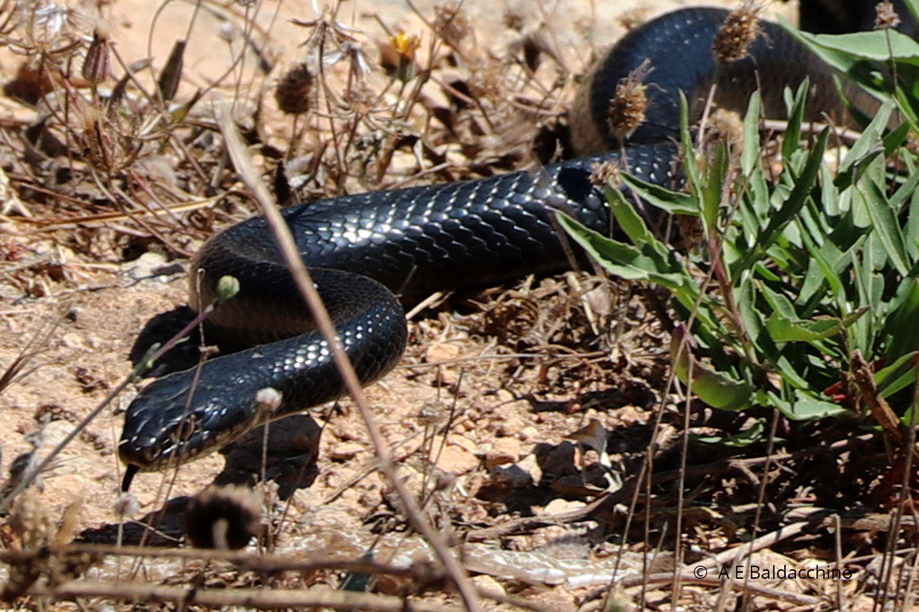 Whipsnake, glossy black, dry grass, HD Desktop Wallpaper