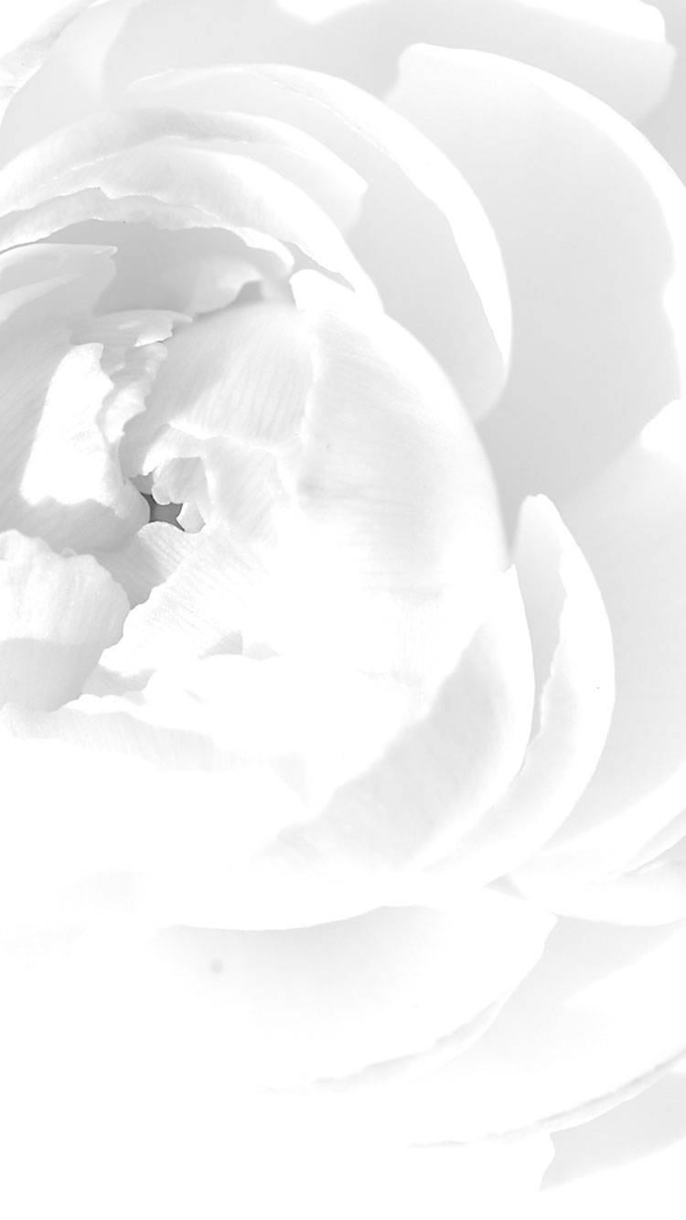 iPhone, white rose, monochromatic, HD Phone Wallpaper