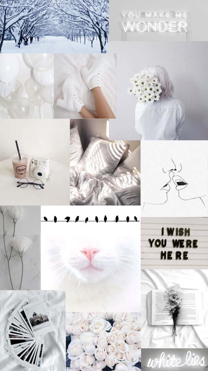 snow-covered trees, white roses, cat's nose, HD Phone Wallpaper