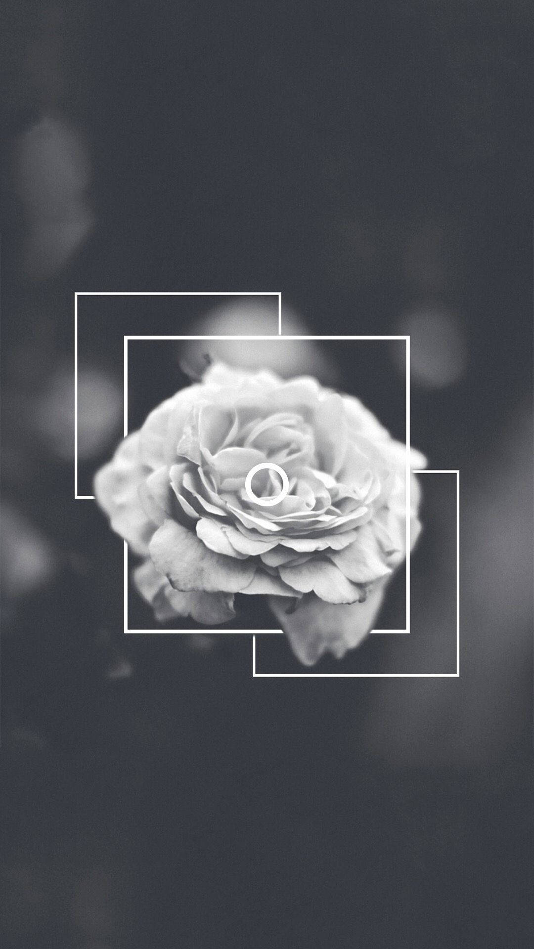 rose, white geometric squares, monochrome rose, Full HD Phone Wallpaper