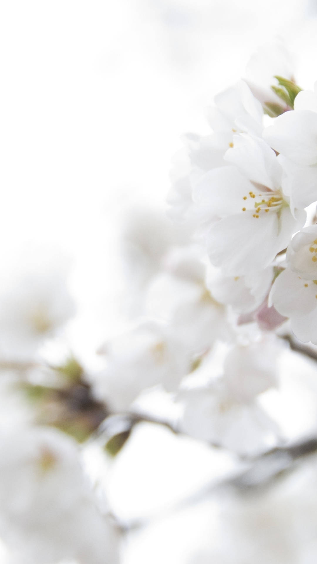 white cherry blossoms, yellow stamens, bright airy background, Full HD Phone Wallpaper
