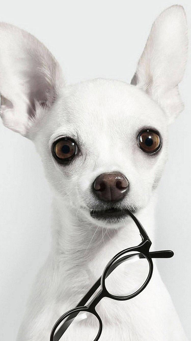 white chihuahua, large brown eyes, black-rimmed glasses, HD Phone Wallpaper