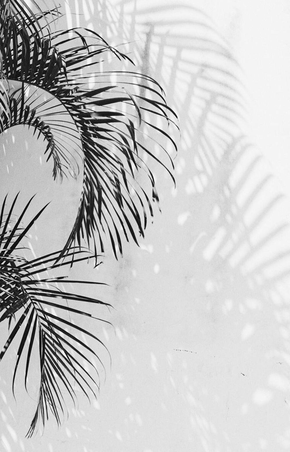 palm tree leaves, black palm fronds, textured white wall, HD Phone Wallpaper