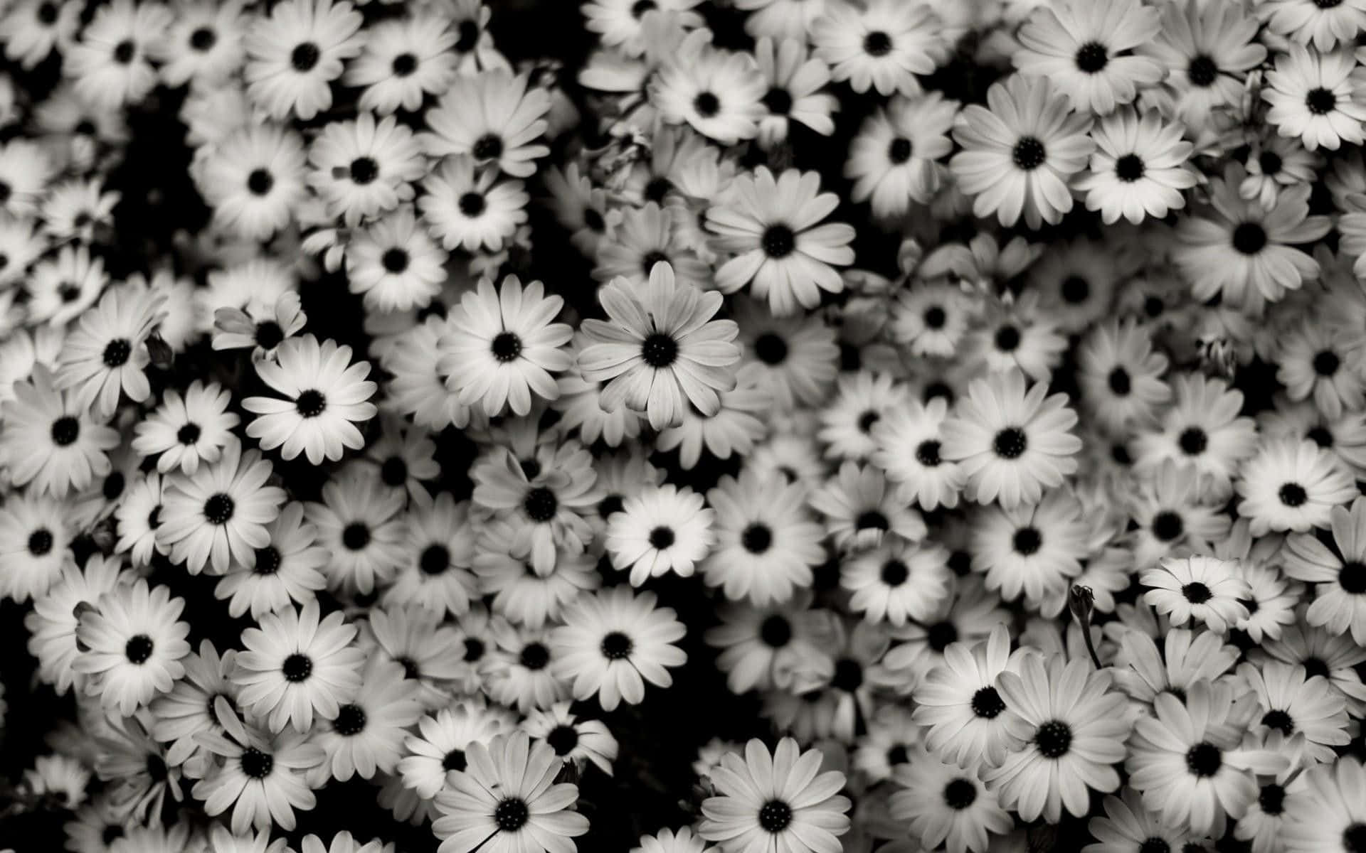 Aesthetic Tumblr Desktop, daisies, white petals, Full HD Desktop Wallpaper