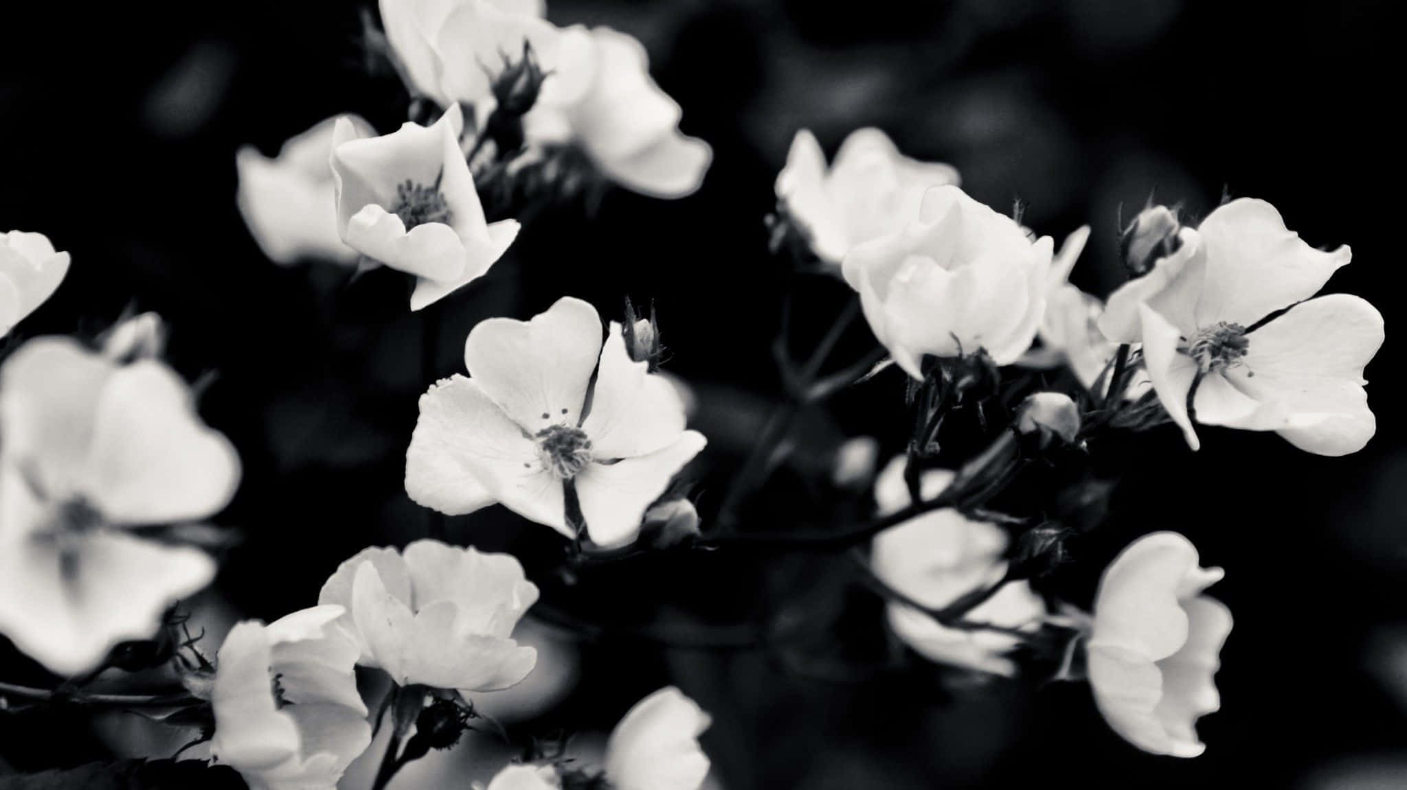 white flowers, deep black background, high-contrast monochrome, Full HD Desktop Wallpaper