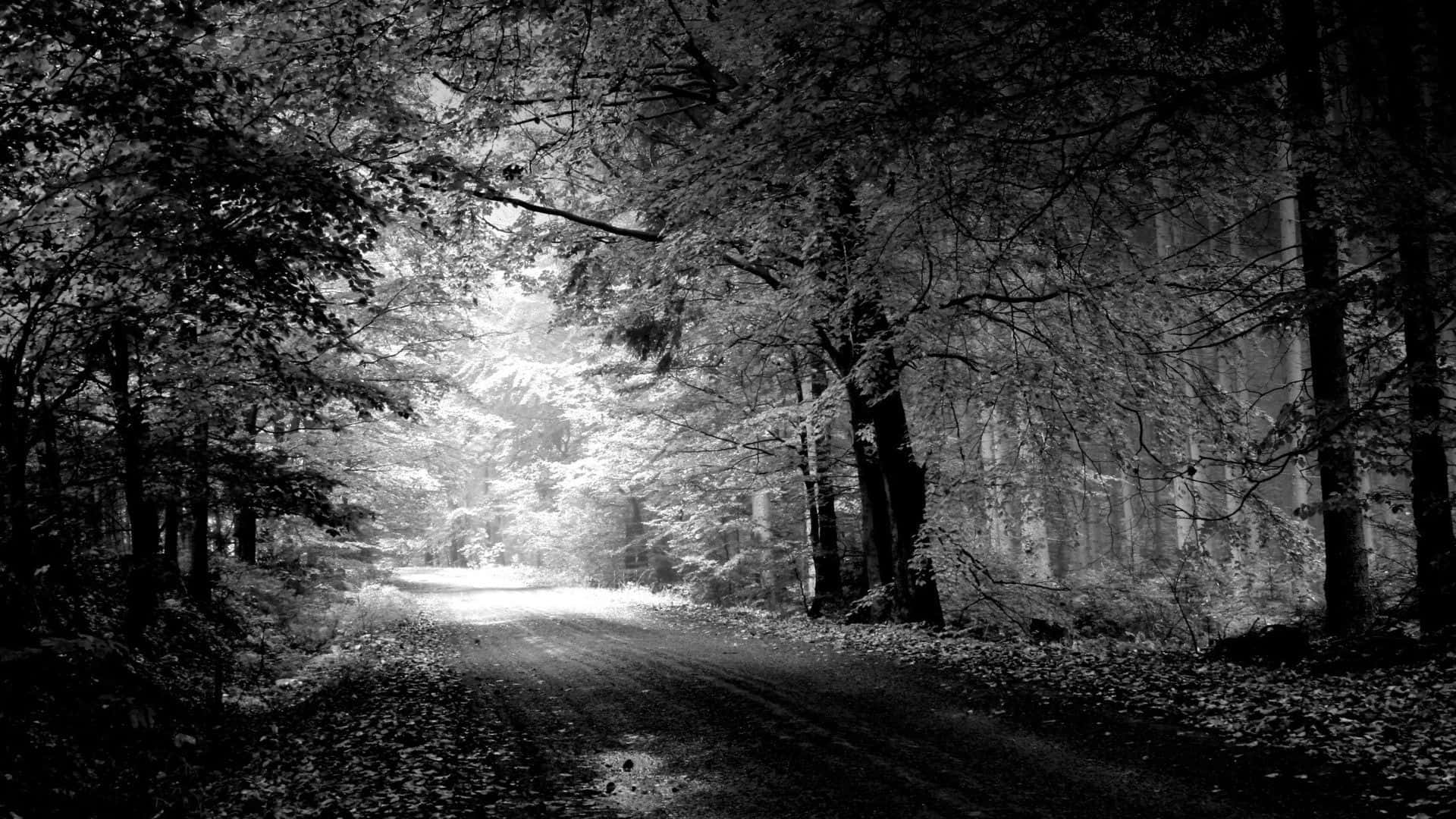 monochrome, forest road, winding, Full HD Desktop Wallpaper