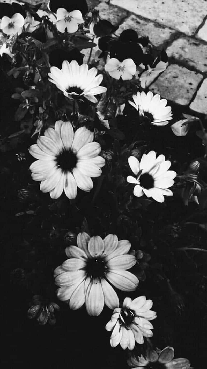 daisies, dark centers, stone pavement, HD Phone Wallpaper